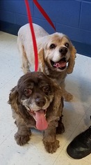Cocker Spaniel Dogs for adoption in Forest, VA, USA