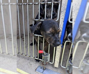 Mutt Dogs for adoption in Oklahoma City, OK, USA