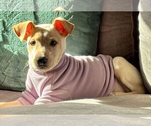 Labrador Retriever-Unknown Mix Dogs for adoption in Jefferson, NJ, USA