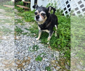 Chug Dogs for adoption in Aurora, IN, USA