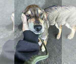 Basset Hound-Unknown Mix Dogs for adoption in Aurora, IN, USA