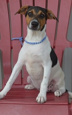 Jack-Rat Terrier Dogs for adoption in New Iberia, LA, USA