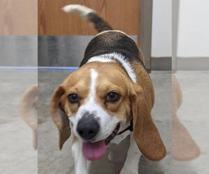 Beagle Dogs for adoption in Monticello, IA, USA