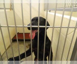Labrador Retriever-Unknown Mix Dogs for adoption in Pikeville, KY, USA