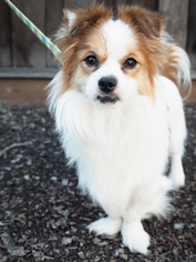 Pekalier Dogs for adoption in Palo Alto, CA, USA