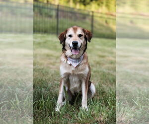 German Shepherd Dog-Great Pyrenees Mix Dogs for adoption in Croydon, NH, USA