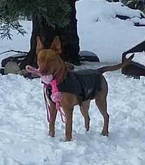 Pharaoh Hound Dogs for adoption in Livermore, CA, USA