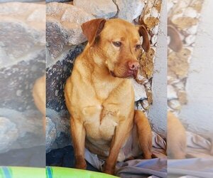 Rhodesian Ridgeback-Unknown Mix Dogs for adoption in Phoenix, AZ, USA
