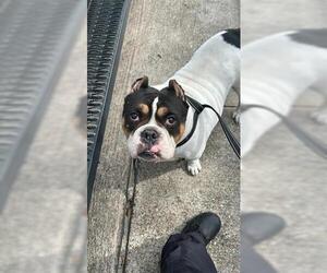 American Bulldog-Unknown Mix Dogs for adoption in Houston, TX, USA
