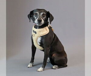 Jack-A-Bee Dogs for adoption in Princeton, MN, USA