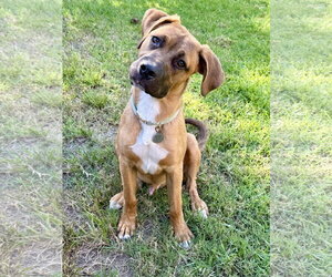 Mutt Dogs for adoption in Hesperia, CA, USA