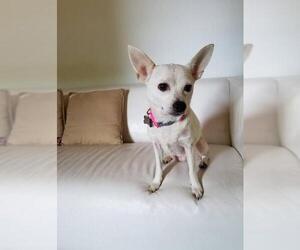 Chihuahua Dogs for adoption in Monterey, VA, USA