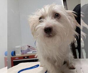 Maltese Dogs for adoption in Chico, CA, USA