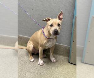 Mutt Dogs for adoption in Las Vegas, NV, USA