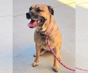 American Pit Bull Terrier-German Shepherd Dog Mix Dogs for adoption in Sacramento, CA, USA