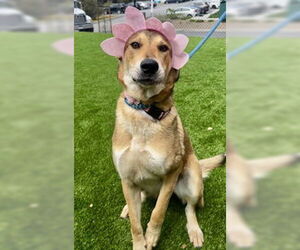 Great Pyrenees Dogs for adoption in Salinas, CA, USA