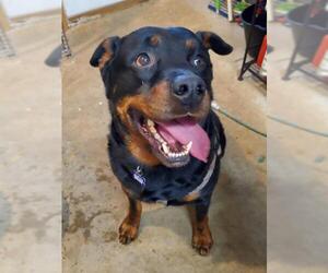 Rottweiler Dogs for adoption in Dalzell, SC, USA
