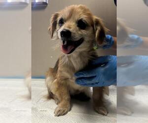 Cocker Spaniel-Unknown Mix Dogs for adoption in Redlands, CA, USA