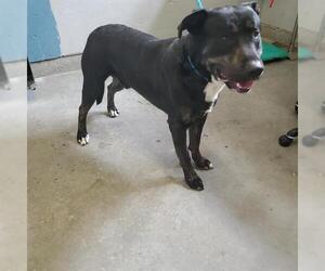 Labrador Retriever-Unknown Mix Dogs for adoption in Camarillo, CA, USA