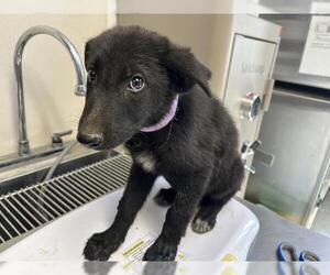 German Shepherd Dog-Unknown Mix Dogs for adoption in Visalia, CA, USA