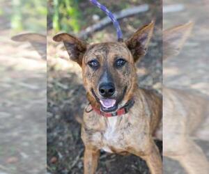 Australian Shepherd-Dutch Shepherd  Mix Dogs for adoption in El Cajon, CA, USA