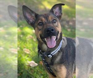 German Shepherd Dog Dogs for adoption in Woodland, CA, USA