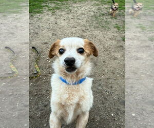 Chiweenie Dogs for adoption in South Bend, IN, USA