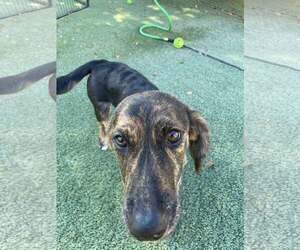 Pembroke Welsh Corgi-Unknown Mix Dogs for adoption in Tempe , AZ, USA