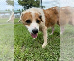 Golden Retriever-Unknown Mix Dogs for adoption in Conroe, TX, USA