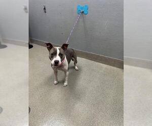 Mutt Dogs for adoption in Las Vegas, NV, USA