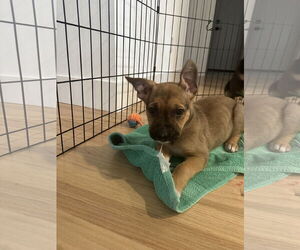 German Shepherd Dog-Unknown Mix Dogs for adoption in Seattle, WA, USA