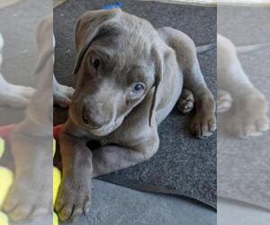 Labrador Retriever Dogs for adoption in Lancaster, PA, USA