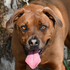 Boxweiler Dogs for adoption in Huntley, IL, USA