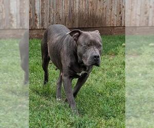 Medium Photo #3 Mutt Puppy For Sale in Plano, TX, USA