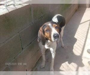American Foxhound Dogs for adoption in KELLYVILLE, OK, USA