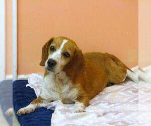 Beagle Dogs for adoption in York, SC, USA