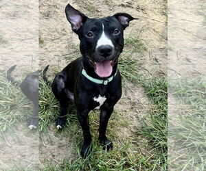 American Pit Bull Terrier-Unknown Mix Dogs for adoption in Millersville, MD, USA