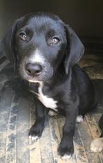 Labradinger Dogs for adoption in Leesville, SC, USA