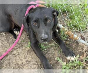Labrador Retriever-Unknown Mix Dogs for adoption in Tulsa, OK, USA