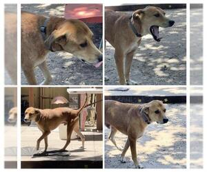 Labrador Retriever Dogs for adoption in San Antonio, TX, USA