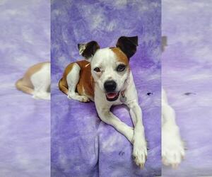 Boglen Terrier Dogs for adoption in Livonia, MI, USA
