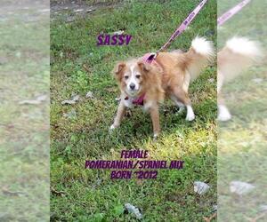 Pomeranian-Unknown Mix Dogs for adoption in Huddleston, VA, USA