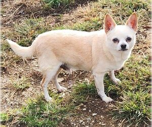 Chihuahua Dogs for adoption in Walnutport, PA, USA