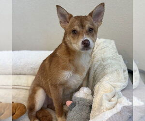 Shiba Inu-Unknown Mix Dogs for adoption in Rohnert Park, CA, USA