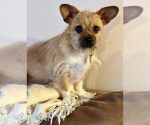 Mutt Dogs for adoption in Omaha, NE, USA
