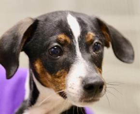 Medium Photo #1 Rat Terrier Puppy For Sale in Little Rock, AR, USA