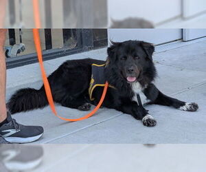 Chow Chow-Great Pyrenees Mix Dogs for adoption in Ventura, CA, USA