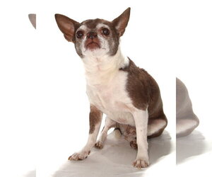 Chihuahua Dogs for adoption in Oakland Park, FL, USA