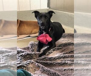 Labrador Retriever Dogs for adoption in San Martin, CA, USA