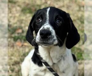 Labrador Retriever-Unknown Mix Dogs for adoption in Yardley, PA, USA